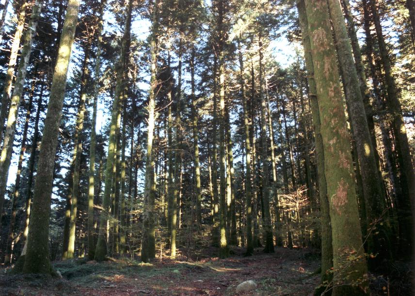 Bosco di Archiforo. Serra San Bruno. Parco Naturale Regionale delle Serre