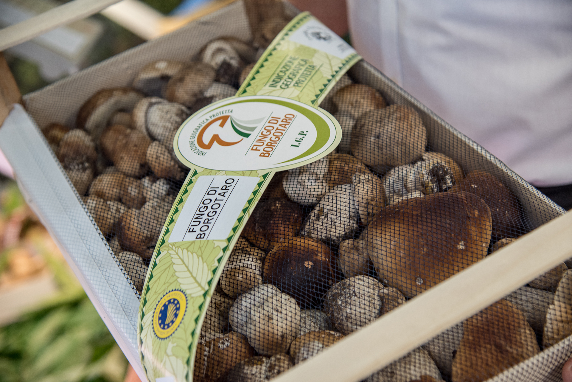 Porcino Mushroom Fair Albareto 