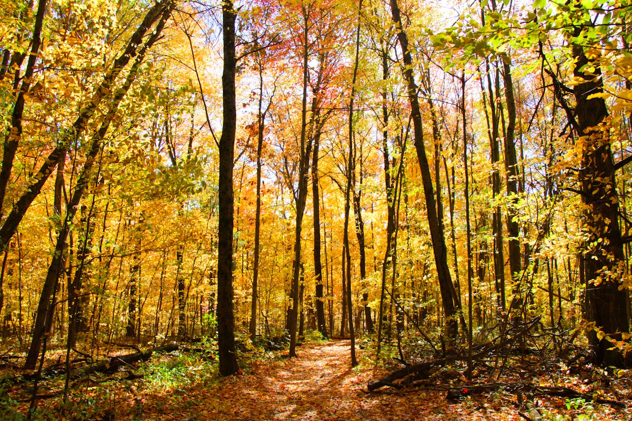 autunno foliage