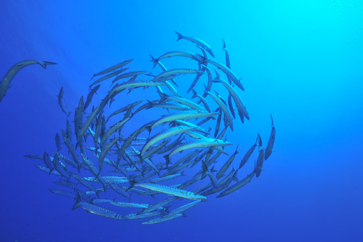 barracuda Ustica