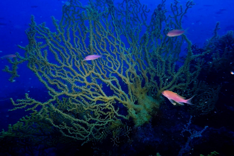 black coral Secca del Faro Gallipoli