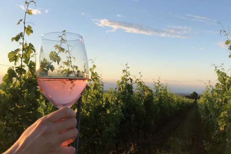 miniMonte-delle-Vigne-PR-foto-di-Carla-Soffritti-credit-Visit-Emilia-5