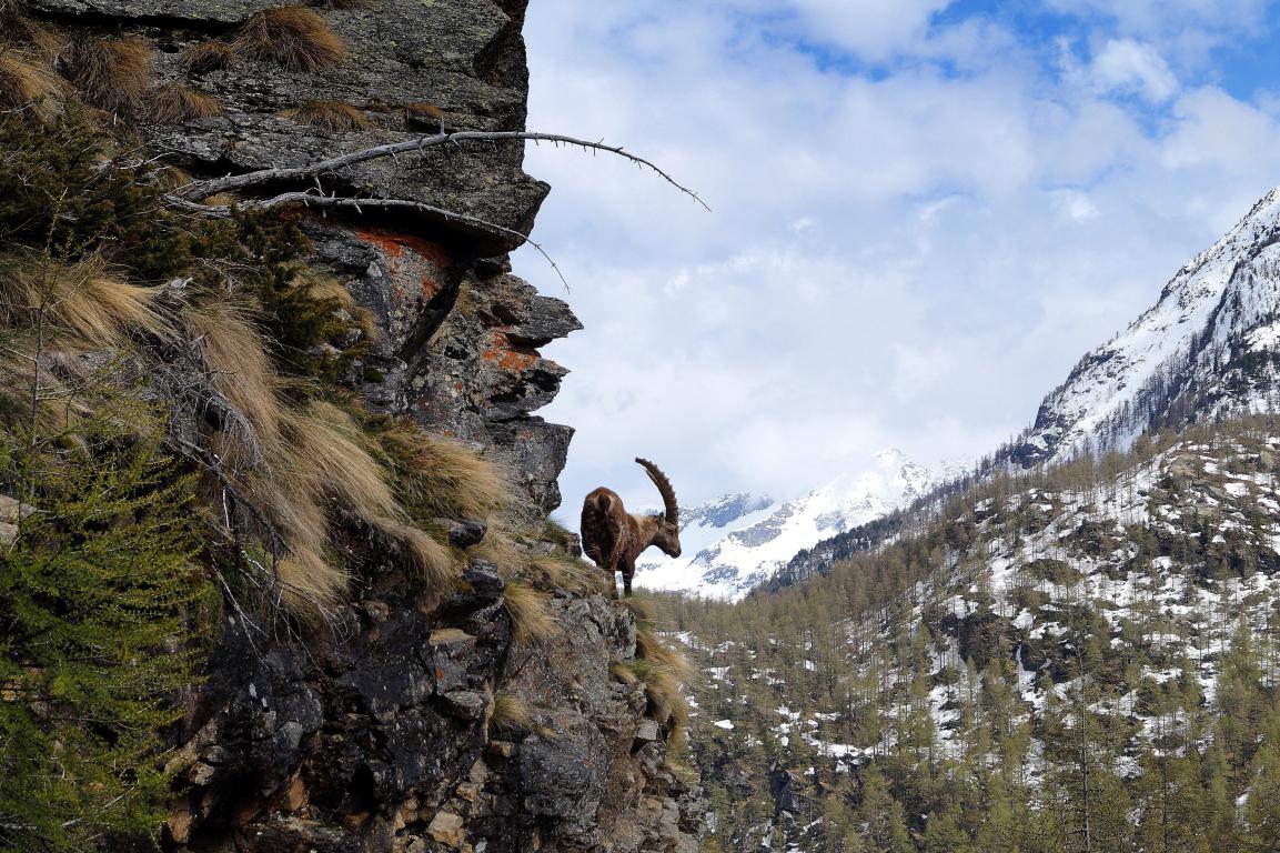 miniParco-Nazionale-Gran-Paradiso-cpc4