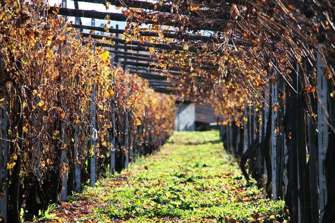 miniVigneti-di-Erbaluce003