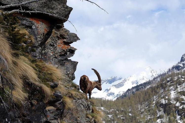 miniParco-Nazionale-Gran-Paradiso-cpc4