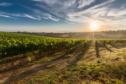 wine-tour