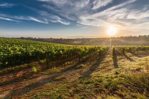 wine-tour