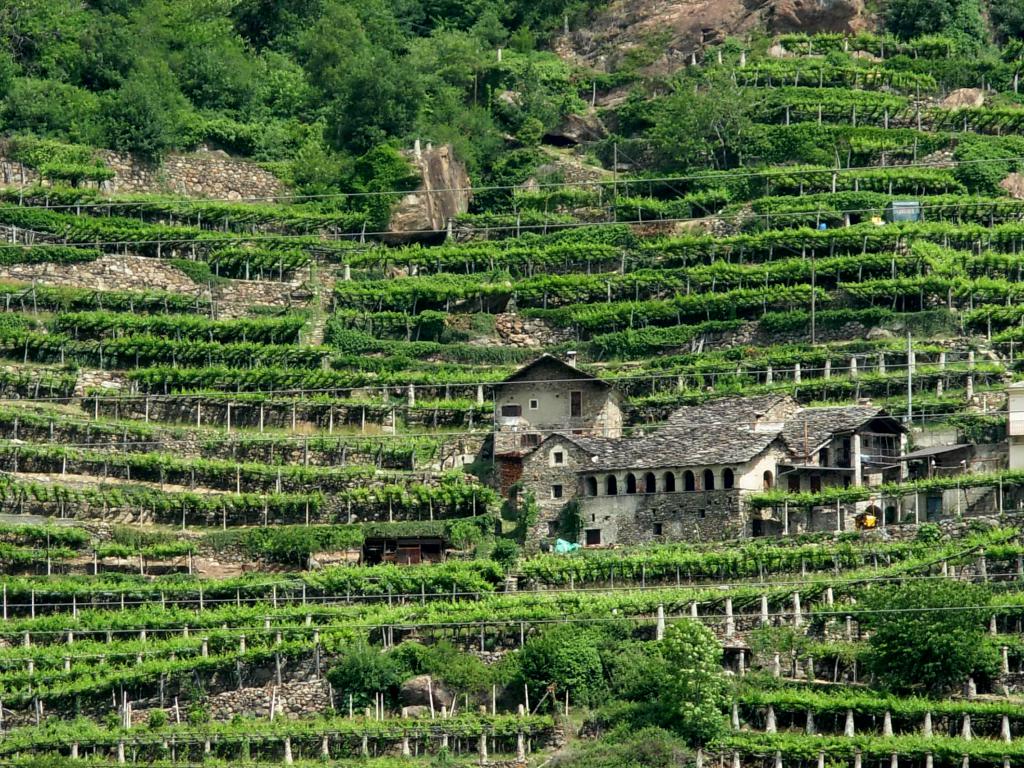 miniCarema-Patrizia-Vacca-Dalla-via-francigena-i-vigneti-del