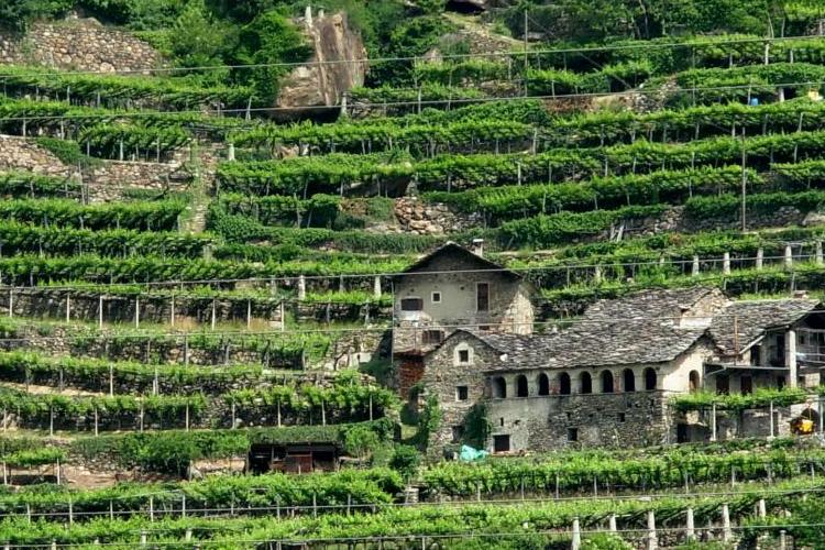 miniCarema-Patrizia-Vacca-Dalla-via-francigena-i-vigneti-del