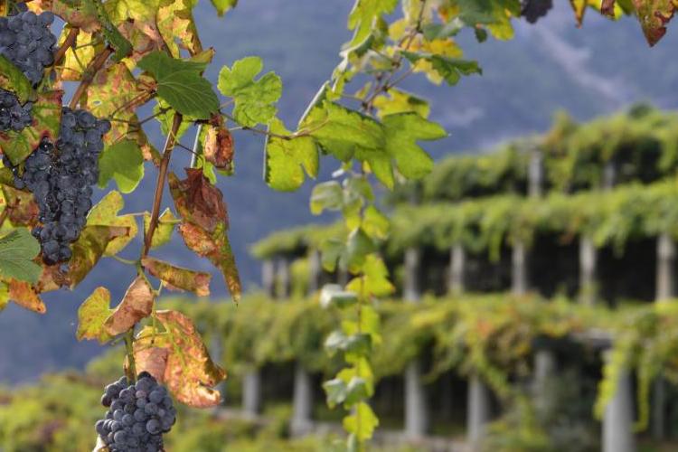 miniVigneti-di-AiraleCarema