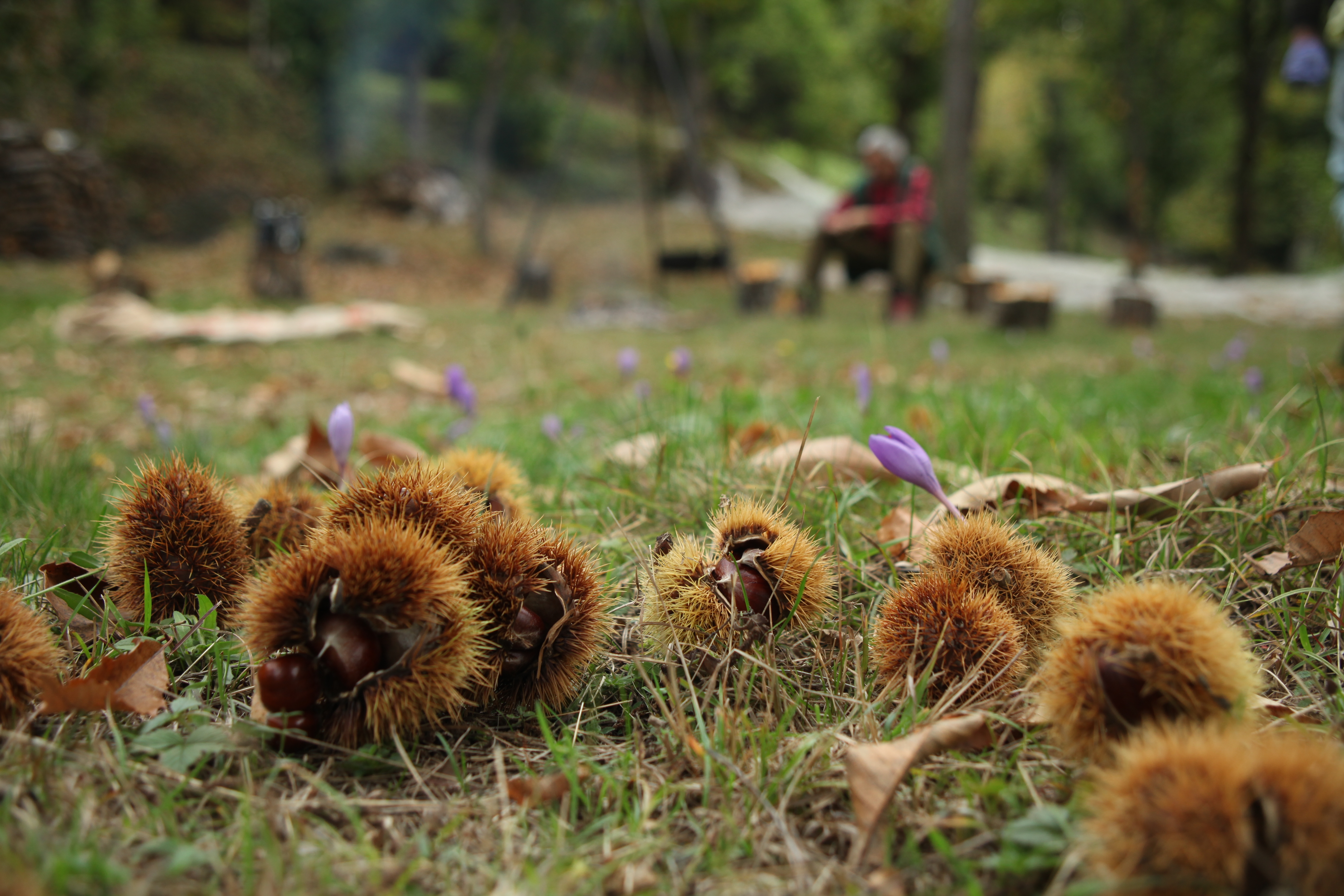 Castagne12