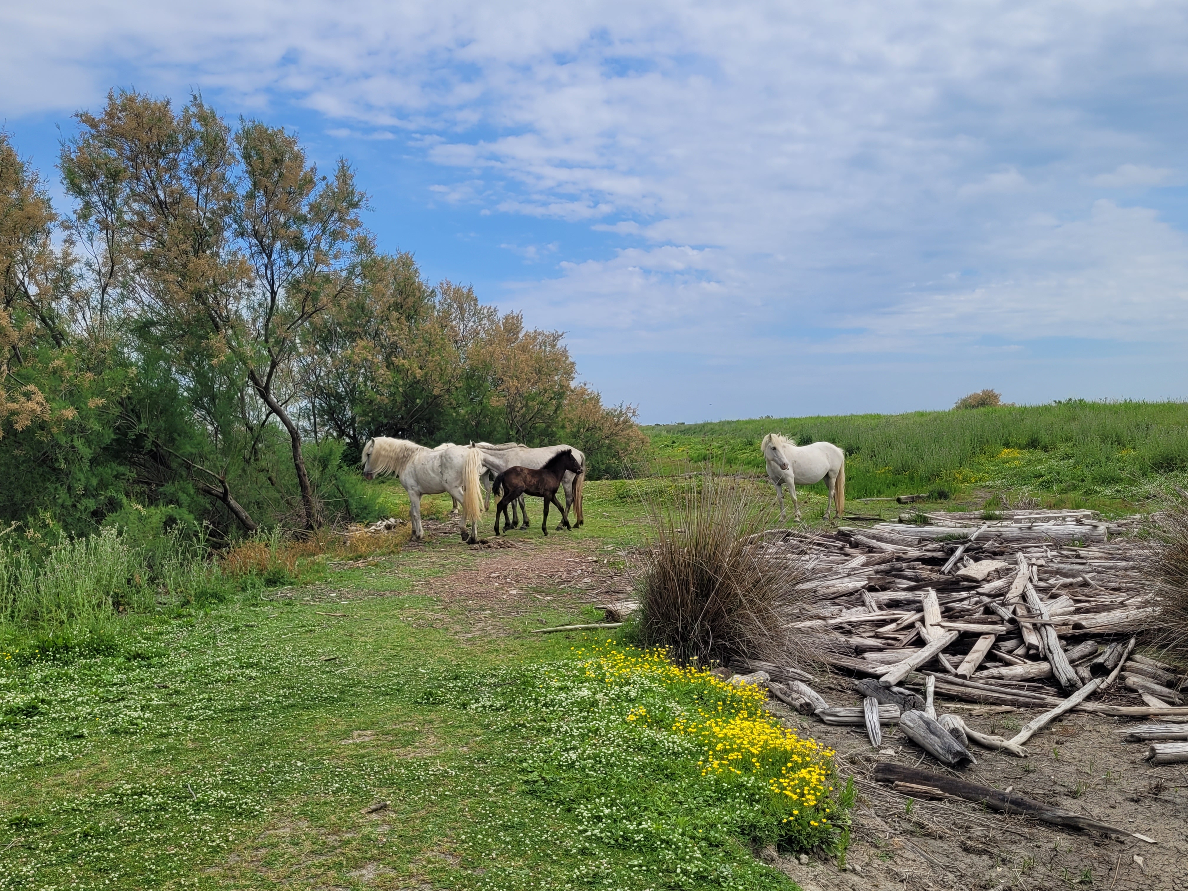 Delta-del-Po---foto-Elisa-1
