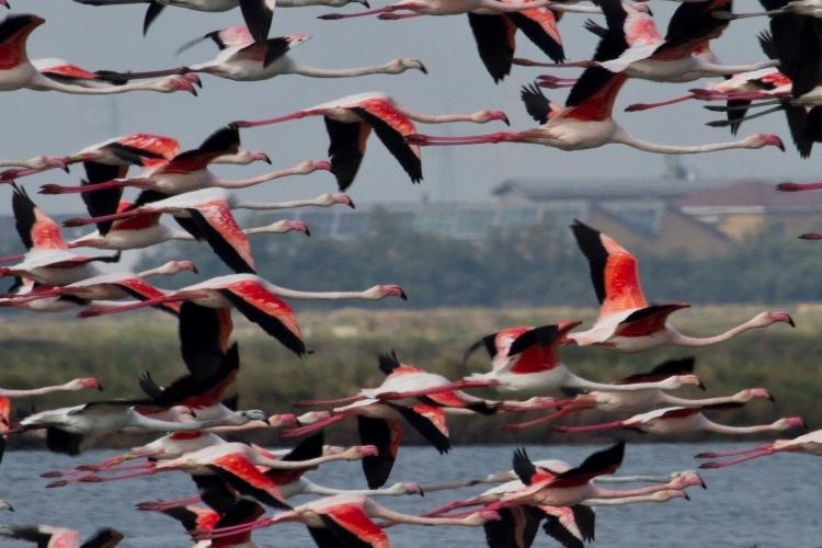Cervia-e-parco-delta-del-po---foto-uff-stampa-Fucina-2