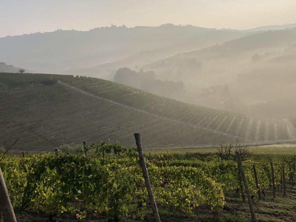 mini barolo vineyards
