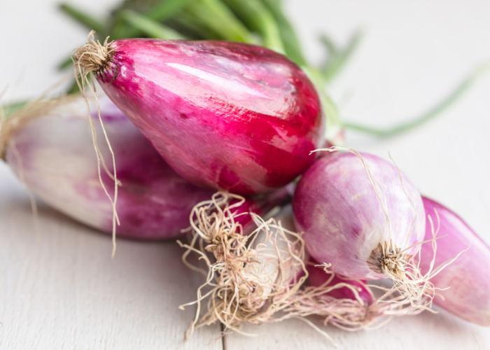 onion of tropea calabria Italy