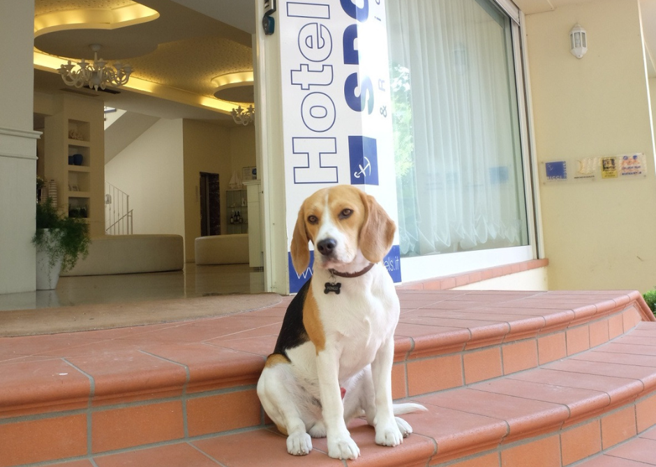 pet friendly holidays 3