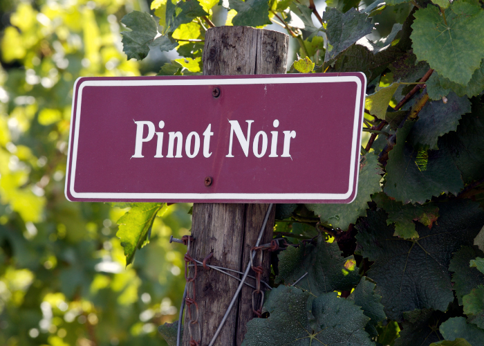 pinot_noir2.png