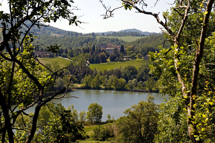 spineto estate 2