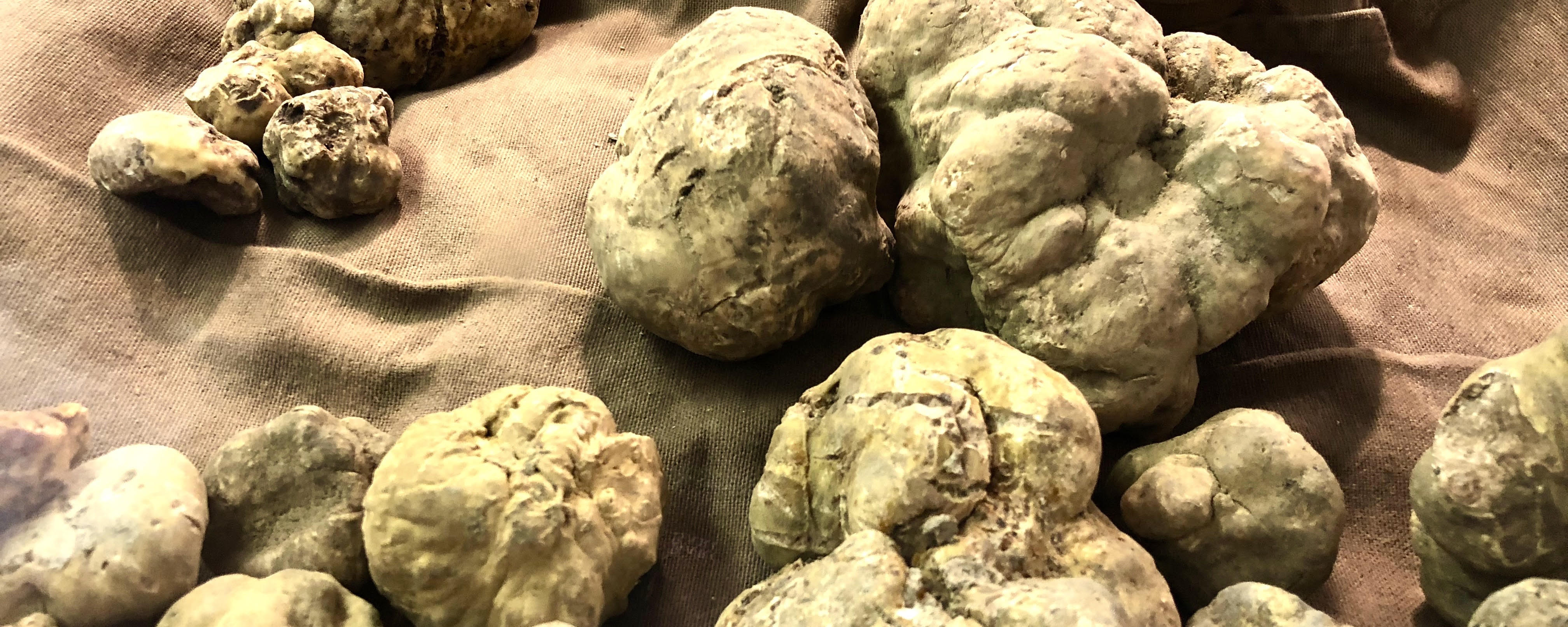 truffle