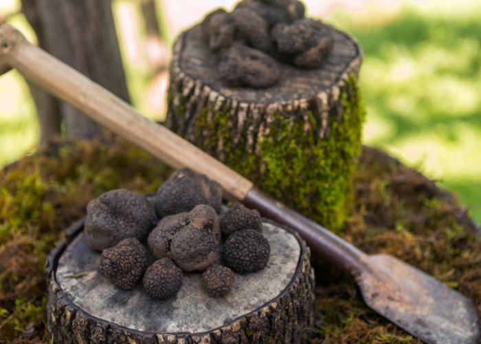 val dorcia truffles tuscany 1