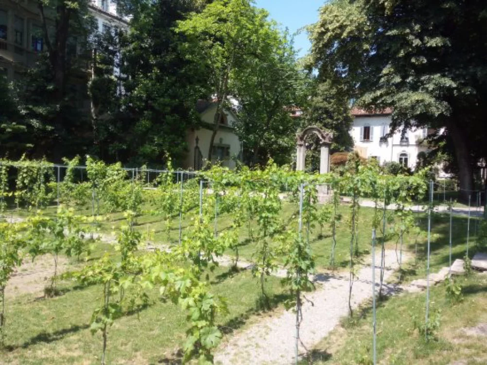 Leonardo Da Vinci Vineyard Milan
