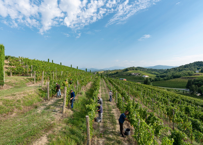wine harvesting fabrice gallina