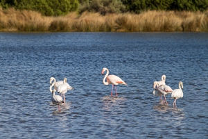 Sardinia’s only new Blue Flag recognition goes to Budoni