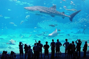 The Aquarium of Genoa. The Mediterranean’s largest maritime museum 