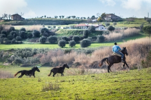 Francigena and Taste Trails in Tuscia, a new DMO promoting the Tuscia Viterbese region