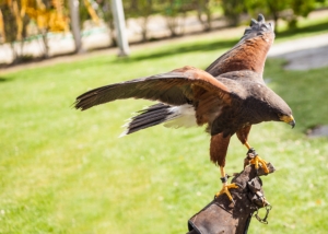 The Treasures of Emilia: a summer packed with events and excitement