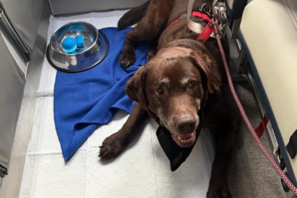 ENAC: pets weighing up to 30kg on board ITA Airways domestic flights
