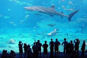 With MyPass you can buy tickets for Genoa’s Aquarium and the Cinque Terre National Park