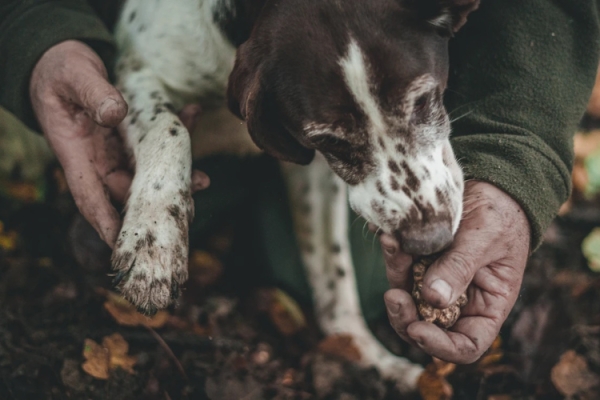 Truffle hunting in Friuli with Only4U