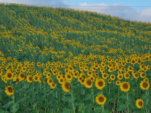 Villaggio Tours. Crafting authentic memories in the heart of Umbria