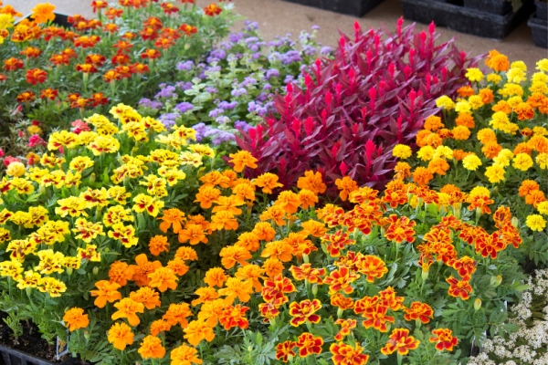 Spring blooms in the city as the Firenze Flower Show returns