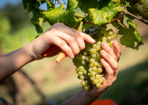 Educational wine-harvesting tours in Friuli Venezia Giulia’s wineries 