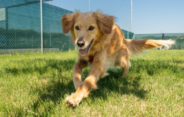 Club del Sole: four villages ready for Doggy Weeks in September